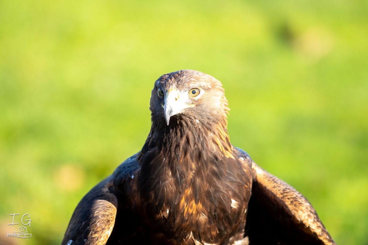 1DX43362 21 november 2021 1226 40